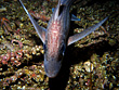 Knorpelfisch der Tiefsee, der einige Merkmale von Hai und Rochen verbindet. Bis 1,5 Meter und 2,5 Kg. Vorkommen an Küsten von Westafrika, Mittelmeer, Island und Norwegen auf sandigen Böden 